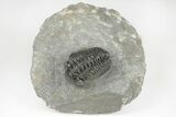 Adrisiops Weugi Trilobite - Recently Described Phacopid #204488-2